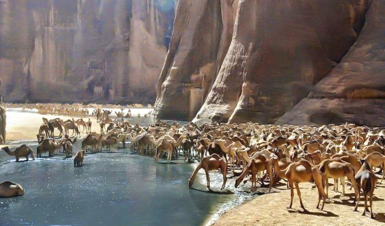 Wadi el Gemal … Valley of wonders in the deep south  Photo